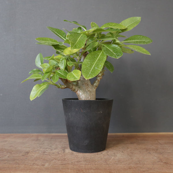 P.ウィンゾリー（実生）78 – TaiShoDo ONLINE SHOP