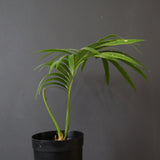 サイカス・エデンタータ EC1210