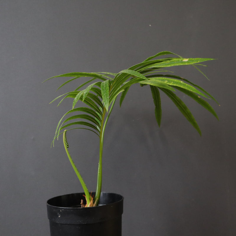 サイカス・エデンタータ EC1210