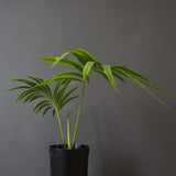 サイカス・エデンタータ EC1210