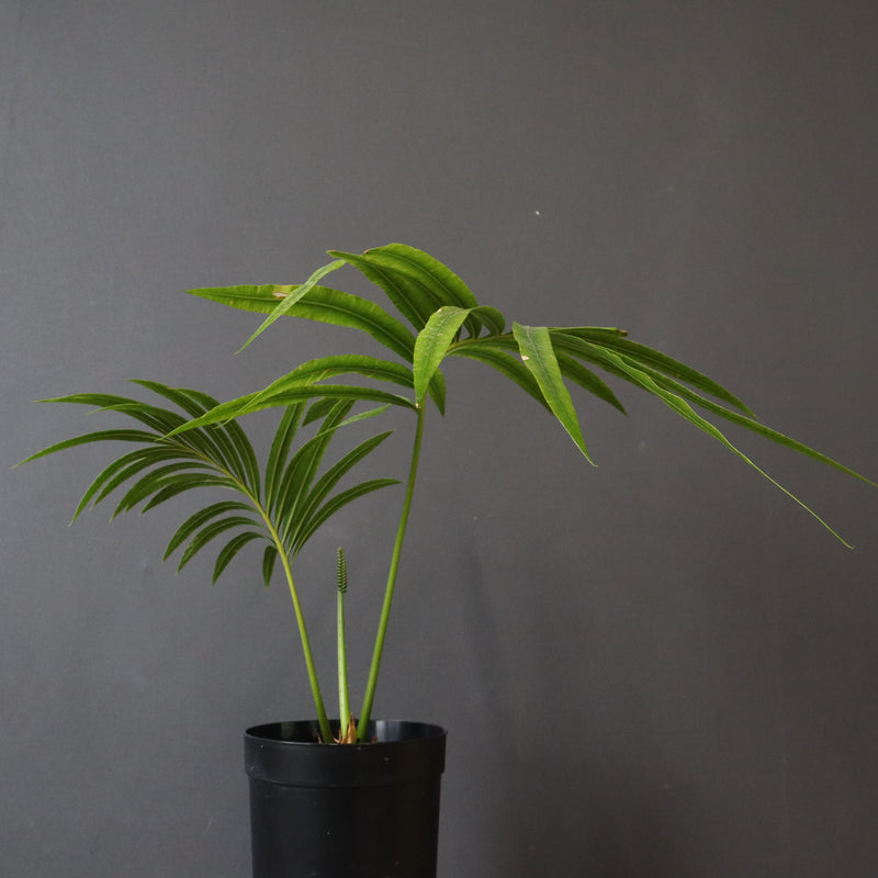 サイカス・エデンタータ EC1210