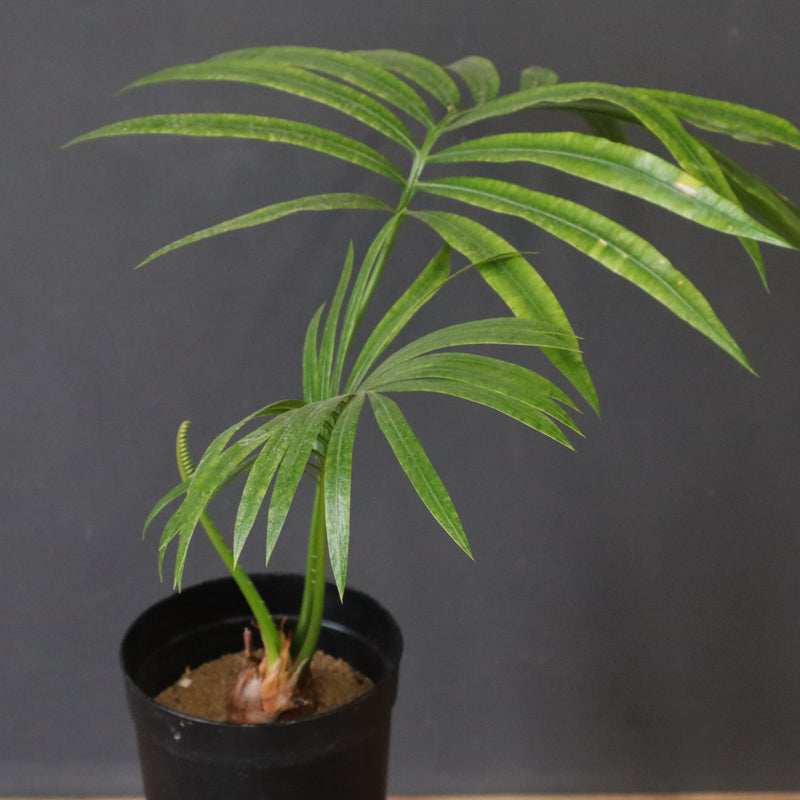 サイカス・エデンタータ EC1210