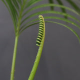 サイカス・エデンタータ EC1210