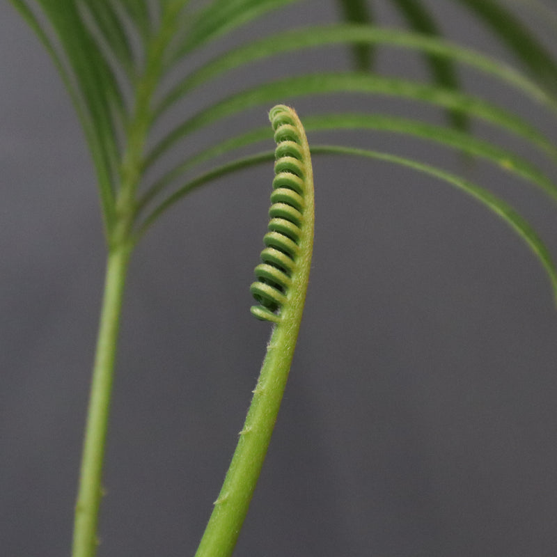 サイカス・エデンタータ EC1210