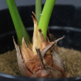 サイカス・エデンタータ EC1210