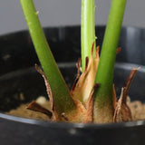 サイカス・エデンタータ EC1210