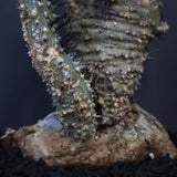 A.アクレアータ 51