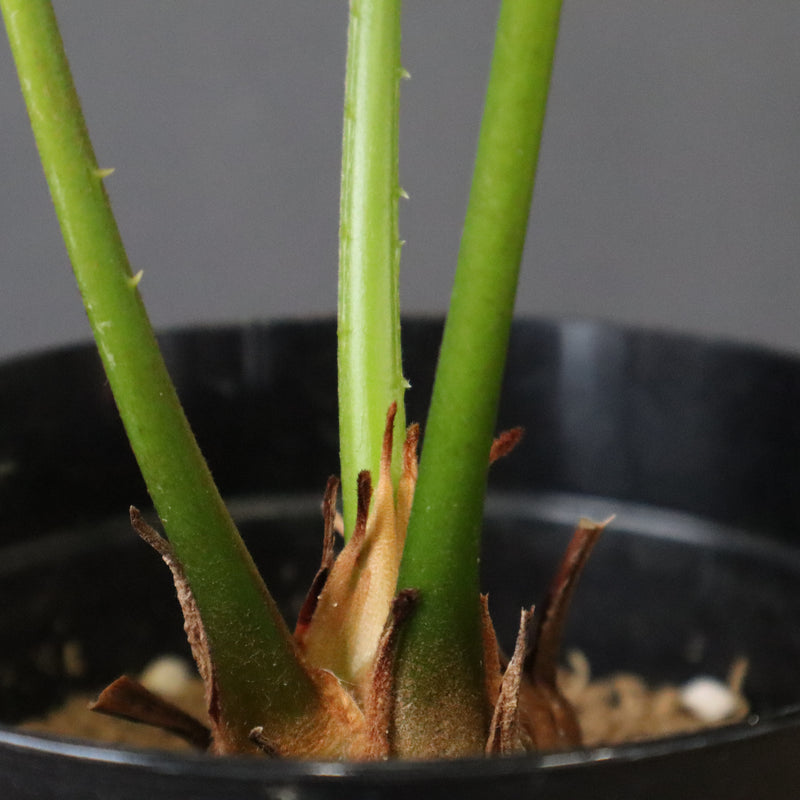 サイカス・エデンタータ EC1210