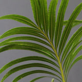 サイカス・エデンタータ EC1210