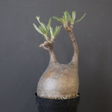 P.グラキリス 2161