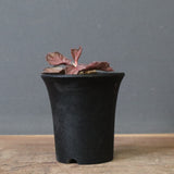 E.フランコイシー（実生）　04