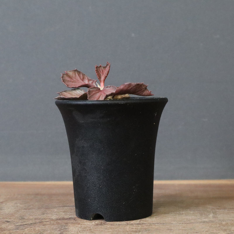 E.フランコイシー（実生）　04