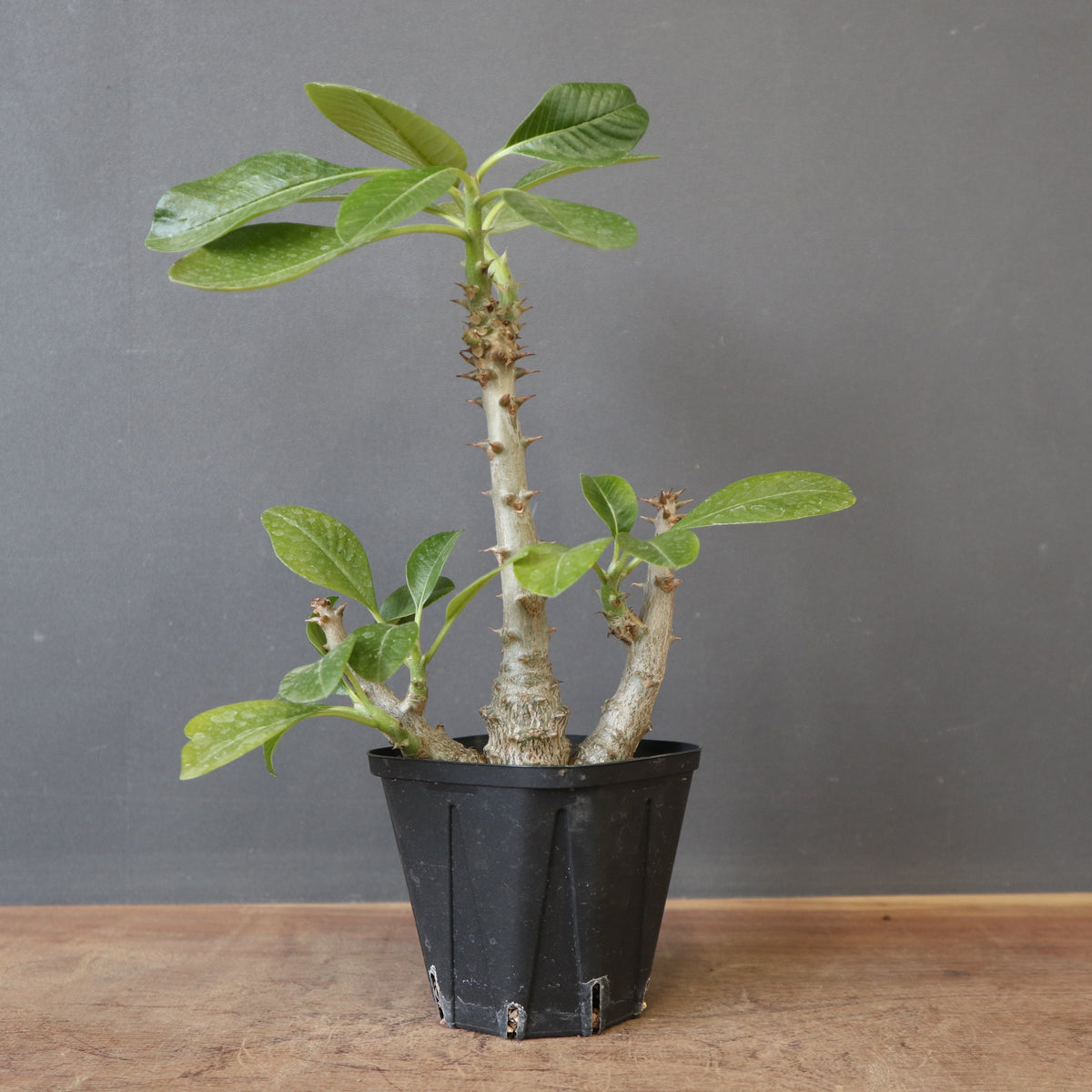 TaiShoDo ONLINE SHOP 塊根植物 多肉植物通販