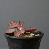 E.フランコイシー（実生）　04