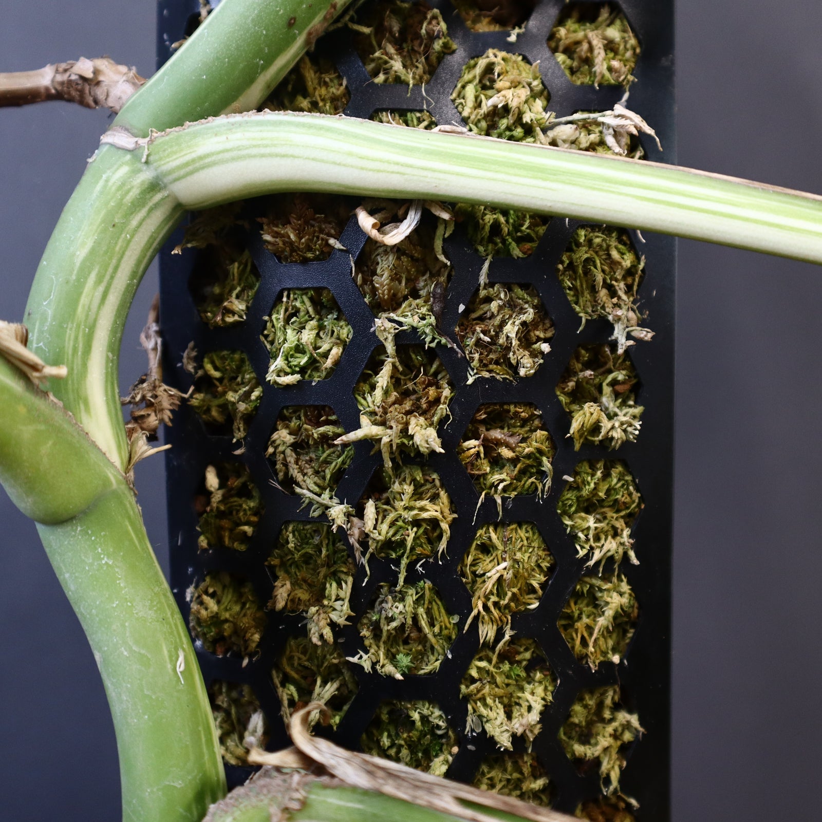 PLANTS ON WHITE】Leafyモスポール 2.0 – TaiShoDo ONLINE SHOP