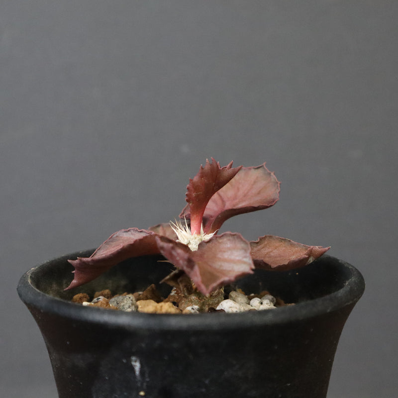 E.フランコイシー（実生）　04