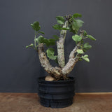 【plants greed】A.アクレアータ 61