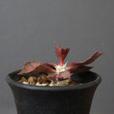 E.フランコイシー（実生）　04