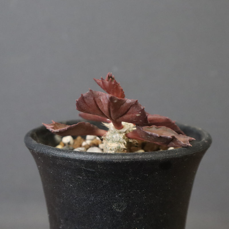 E.フランコイシー（実生）　04