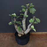 【plants greed】A.アクレアータ 61