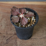 E.フランコイシー（実生）　04