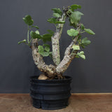 【plants greed】A.アクレアータ 61