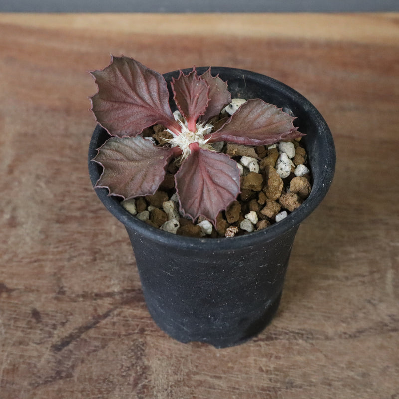 E.フランコイシー（実生）　04