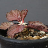 E.フランコイシー（実生）　04