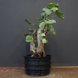 【plants greed】A.アクレアータ 61