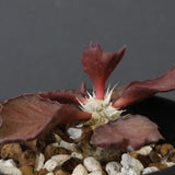 E.フランコイシー（実生）　04