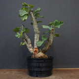 【plants greed】A.アクレアータ 61