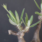 P.グラキリス 2161