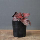 E.フランコイシー（実生）　06