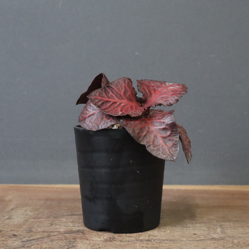 E.フランコイシー（実生）　06