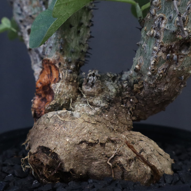 【plants greed】A.アクレアータ 61