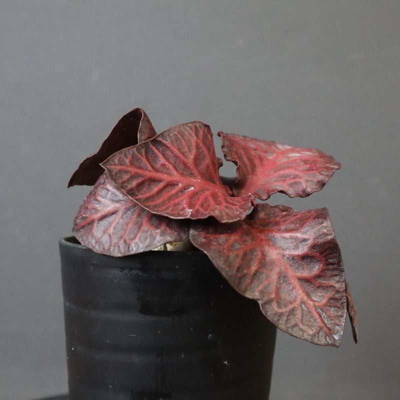 E.フランコイシー（実生）　06