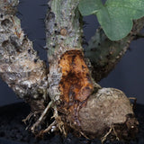 【plants greed】A.アクレアータ 61