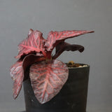 E.フランコイシー（実生）　06