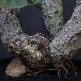 【plants greed】A.アクレアータ 61