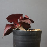 E.フランコイシー（実生）　06