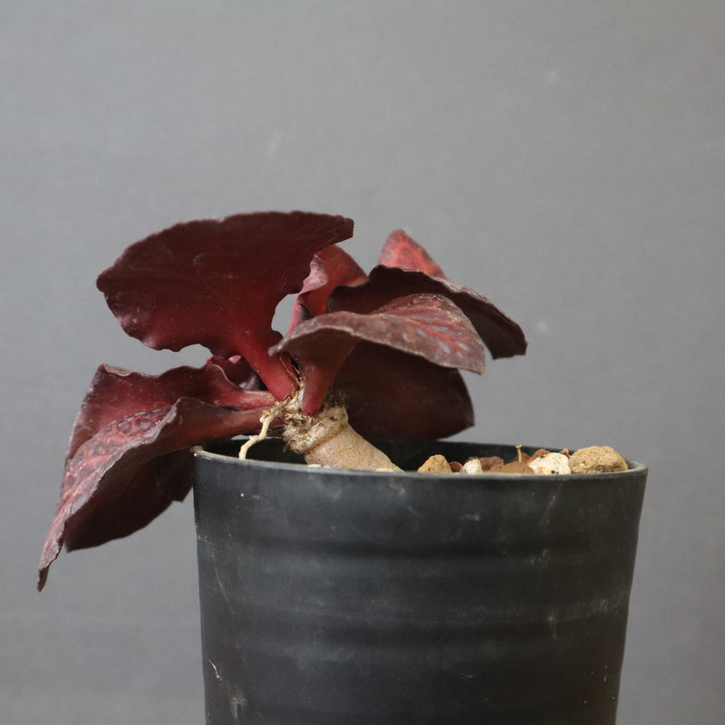 E.フランコイシー（実生）　06