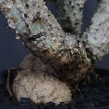 【plants greed】A.アクレアータ 61