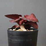 E.フランコイシー（実生）　06