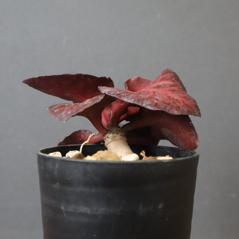 E.フランコイシー（実生）　06