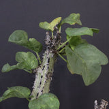 【plants greed】A.アクレアータ 61