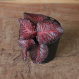 E.フランコイシー（実生）　06