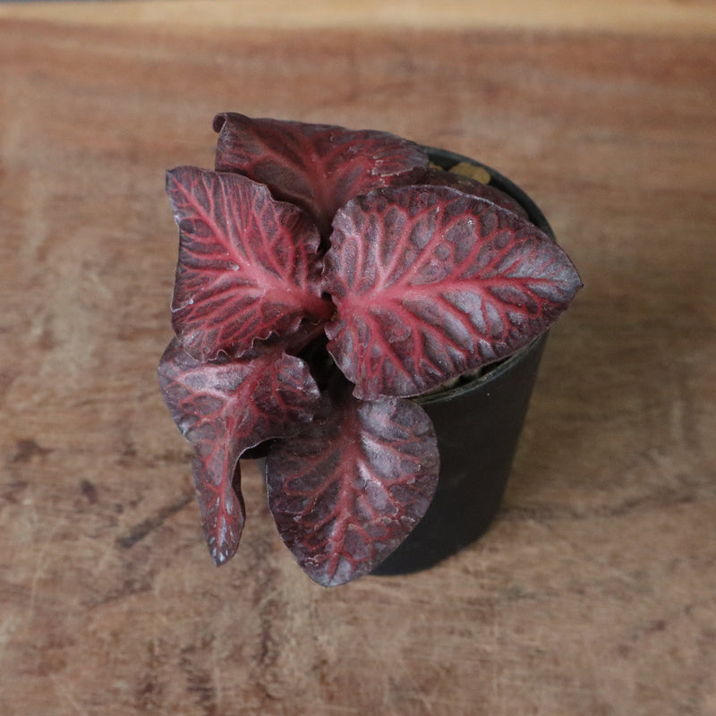 E.フランコイシー（実生）　06