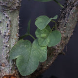 【plants greed】A.アクレアータ 61
