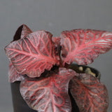 E.フランコイシー（実生）　06