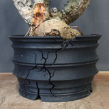 【plants greed】A.アクレアータ 61
